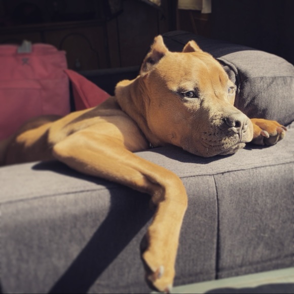 Meet your Posher, Cheyenne - Picture 6 of 9